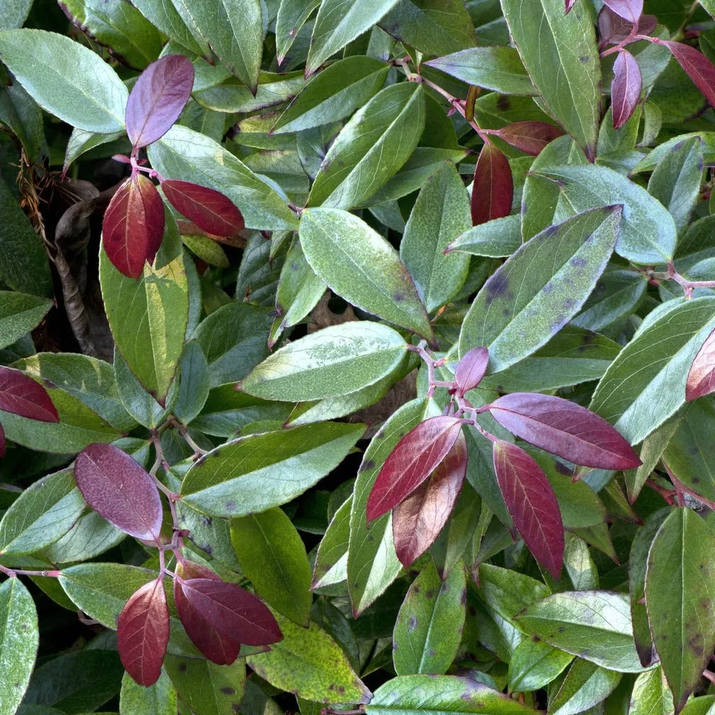 Coastal Doghobble - Leucothoe axillaris 'ReJoyce'